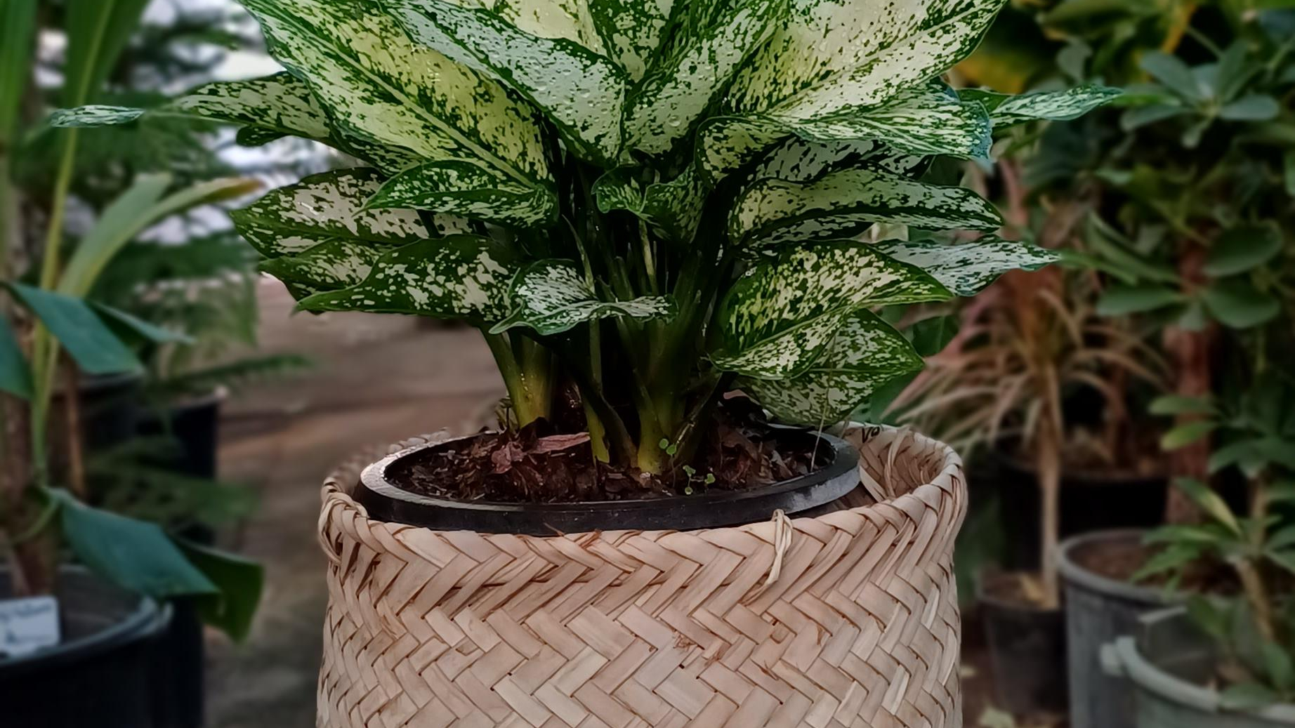 گلخانه گلستان یاس