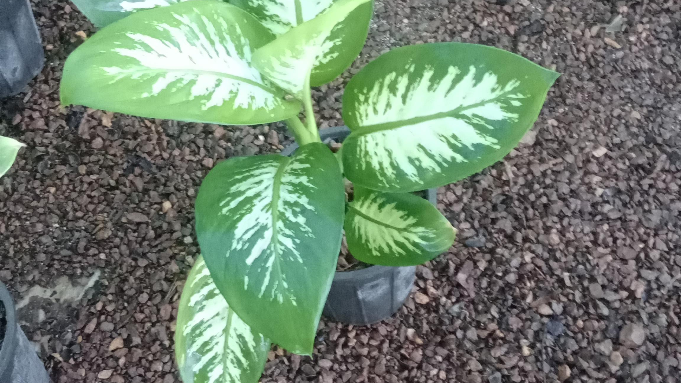 گلسرای افشره