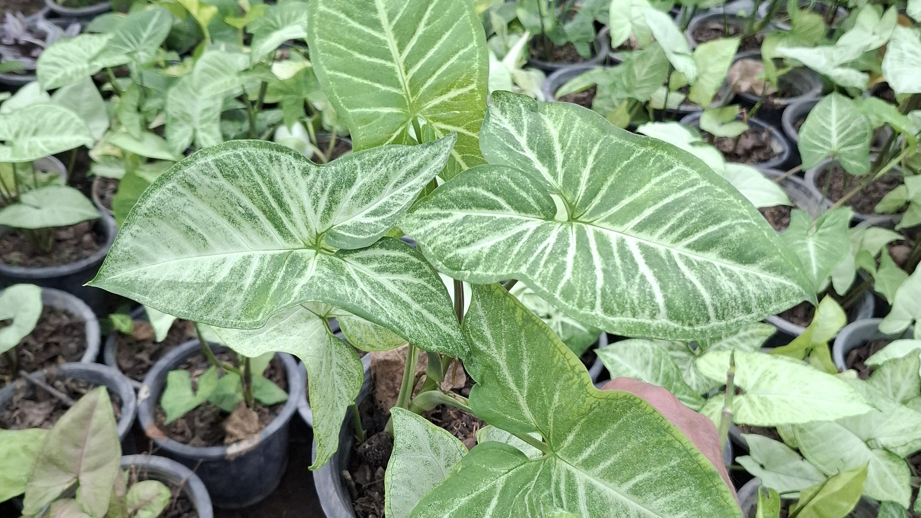 گلخانه آرتمیس (اصغری- ریحانی)