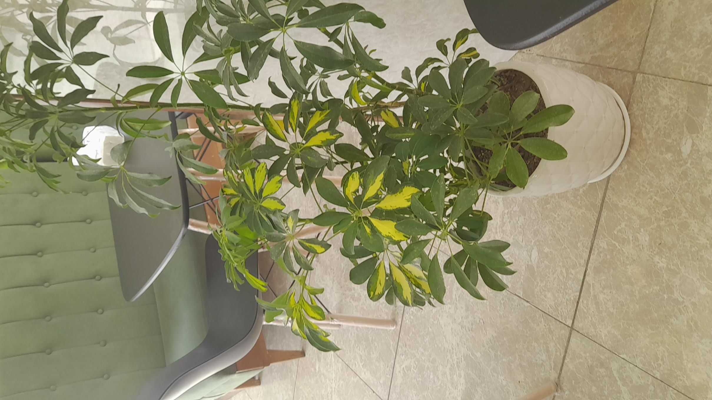 کافه نان طره چیتگر(پامچال)