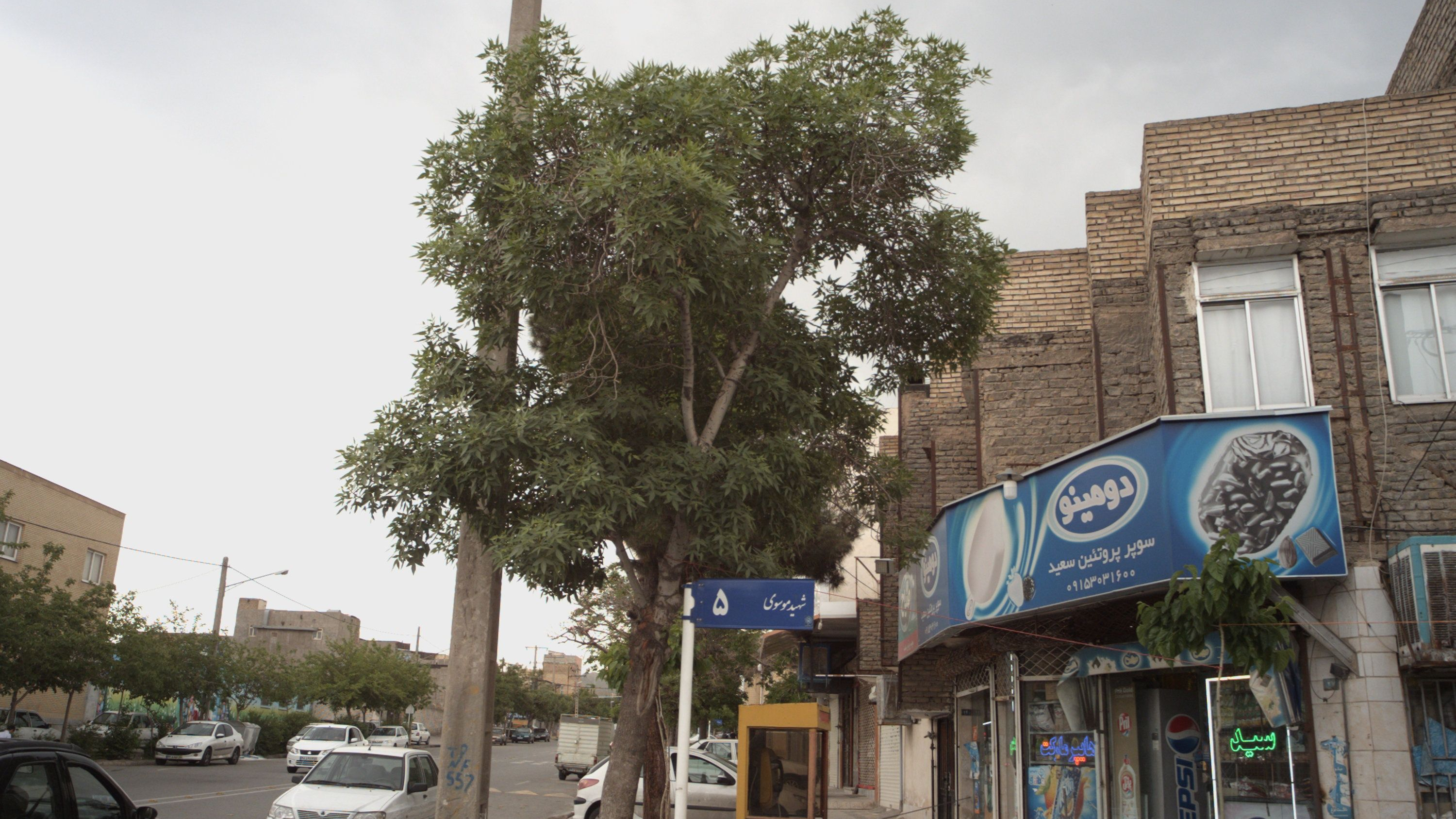 سوپر پروتئین سعید