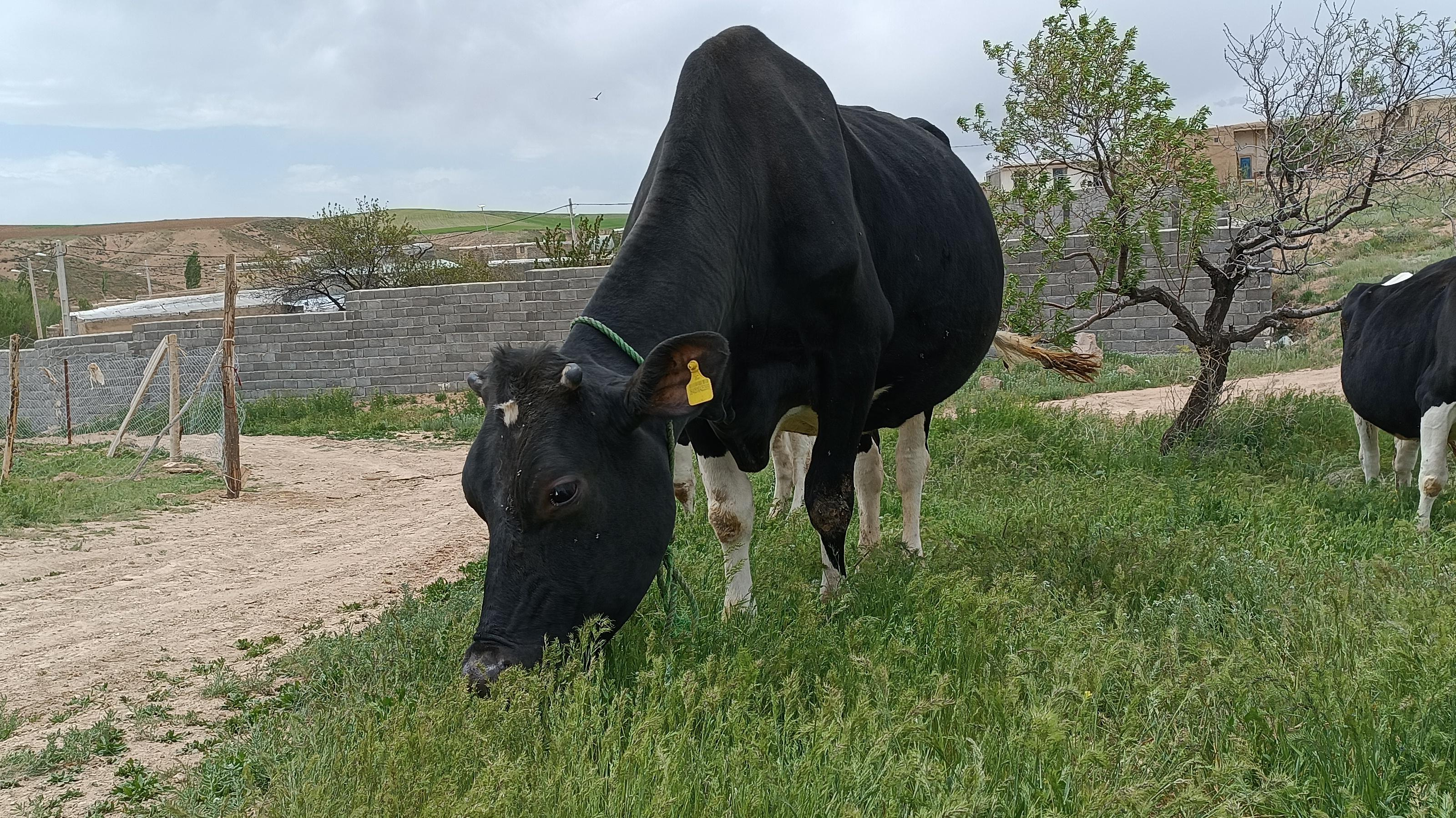 گاوداری مهندس محمد باقر محمدی