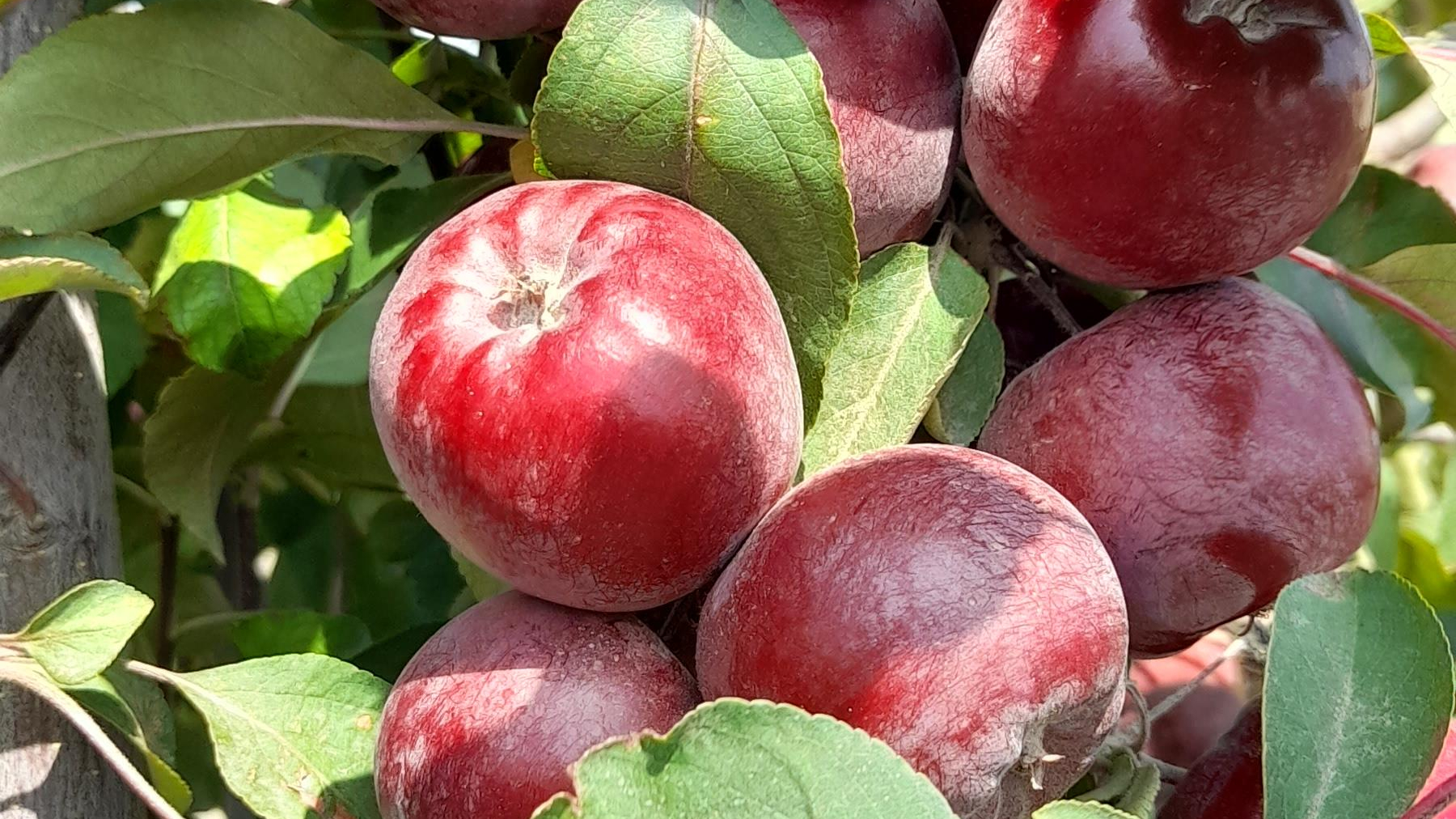 باغ اقای حق پناه