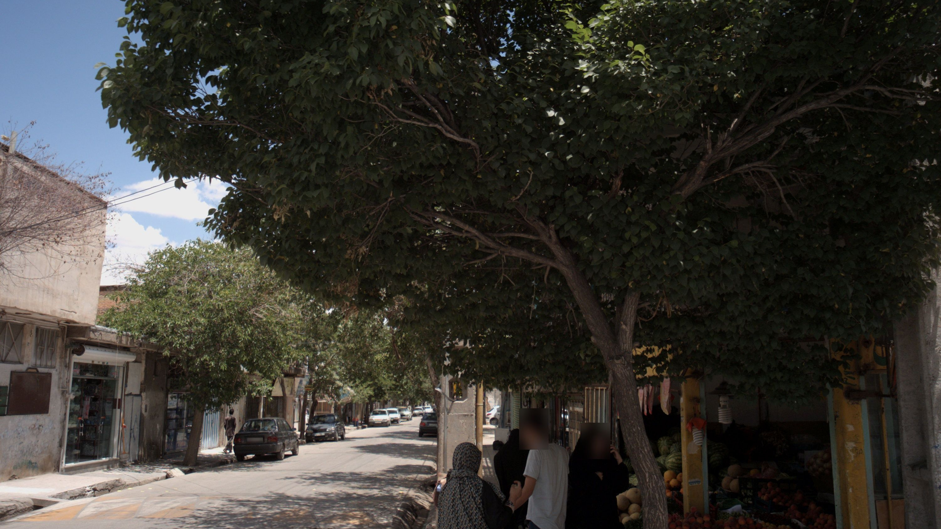 میوه فروشی سید