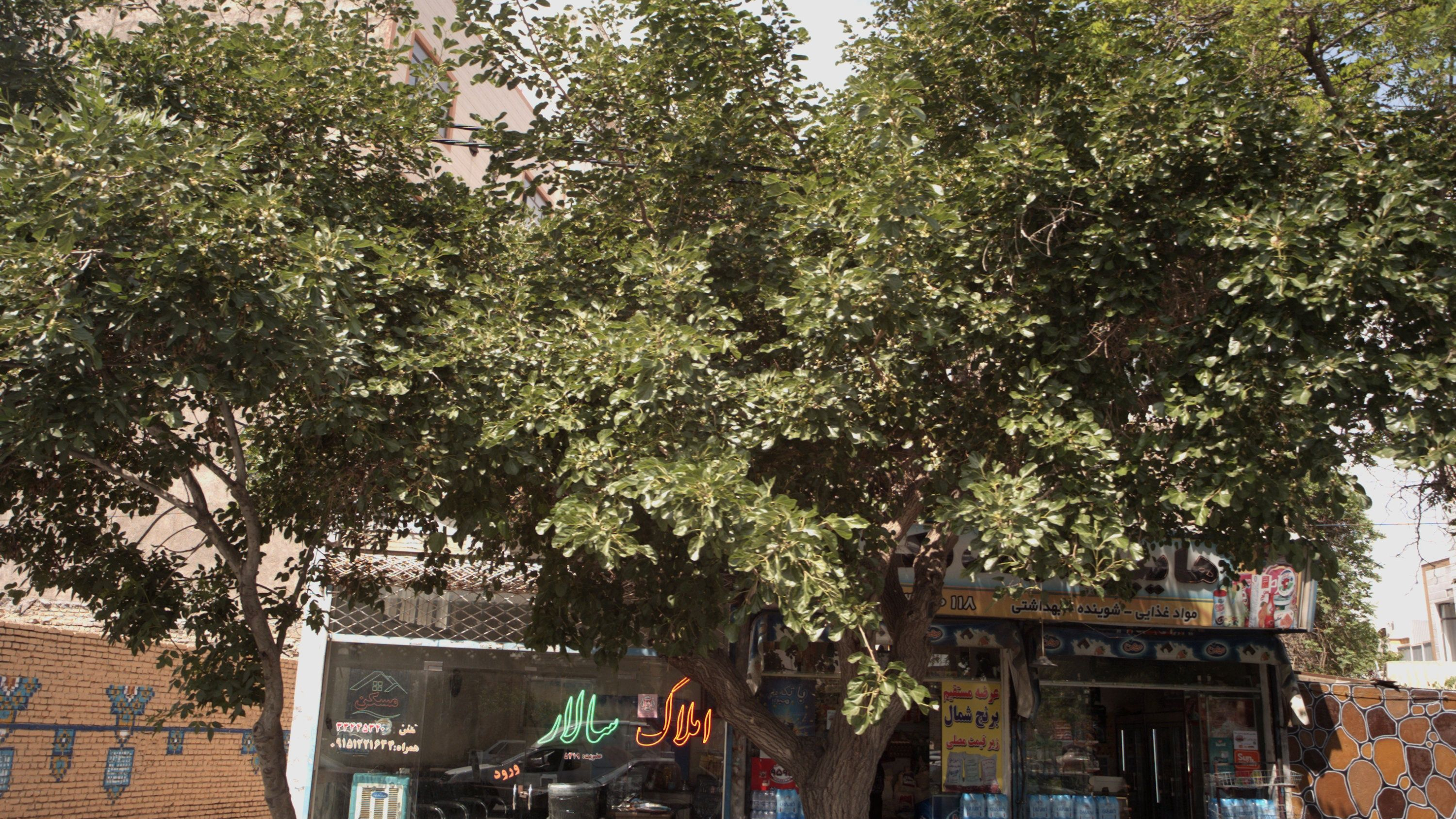 املاک سالار