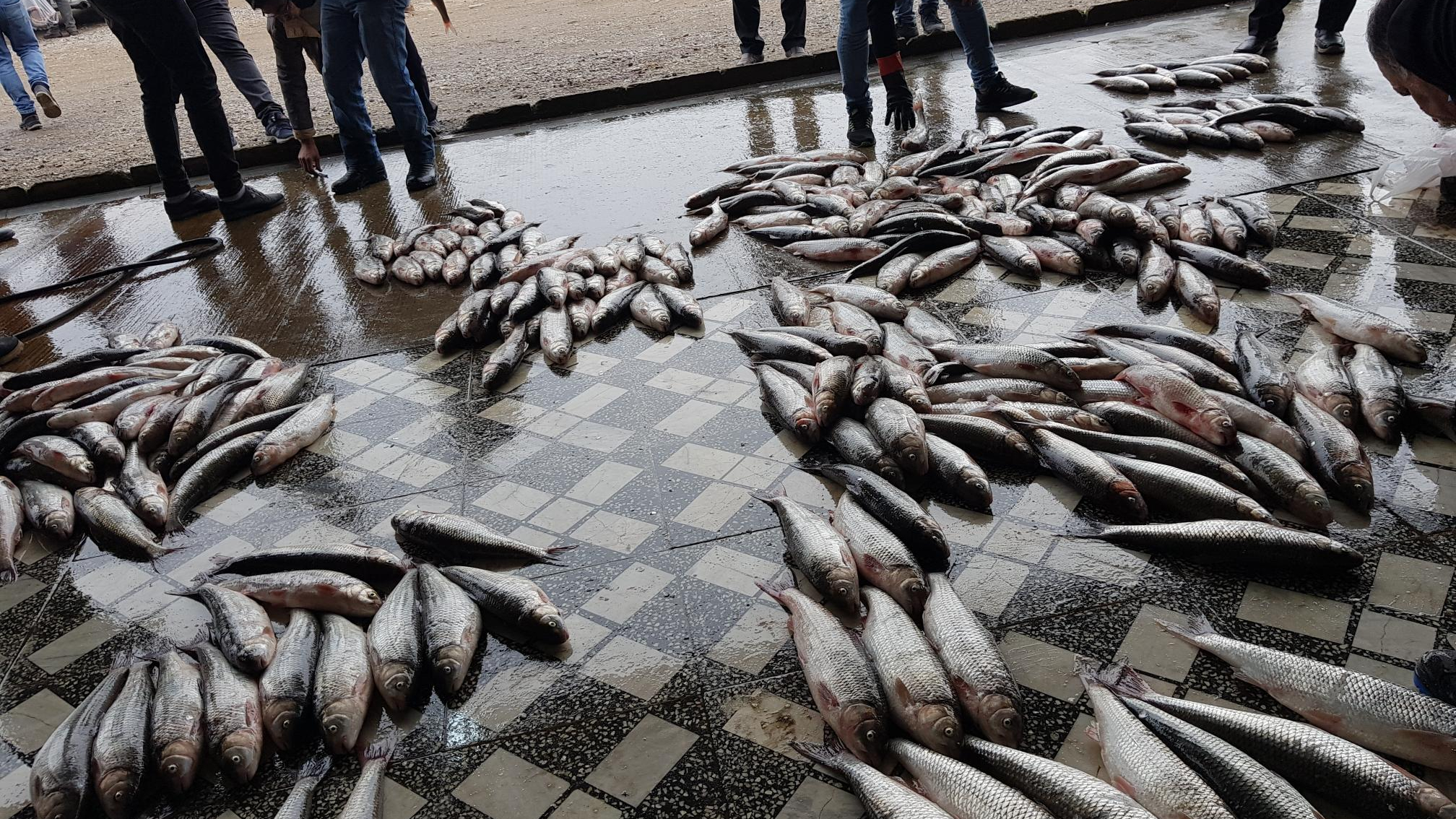 بازار ماهی و تره بار استوار پور