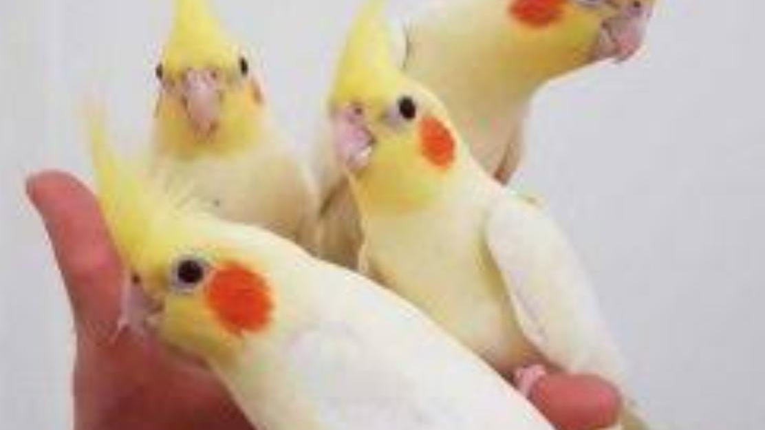 ملزومات پرندگان و پرنده فروشی عبدی