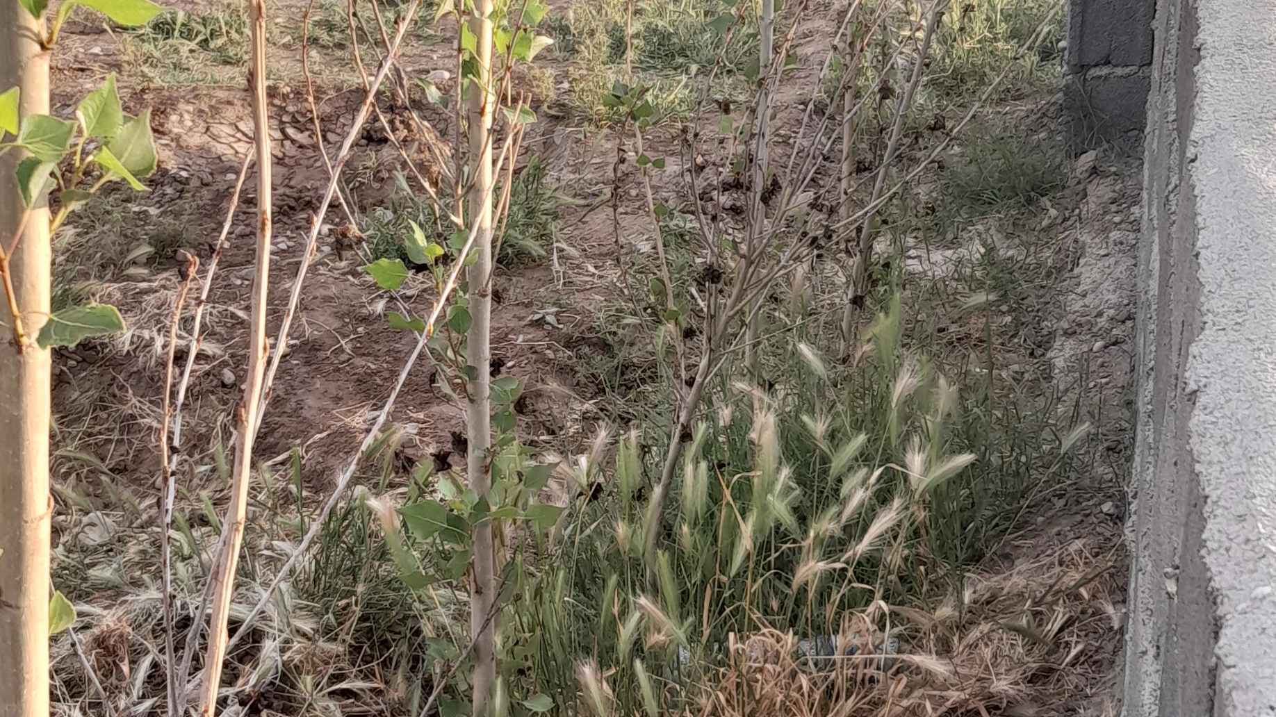 باغچه ابوالفضل عبدی