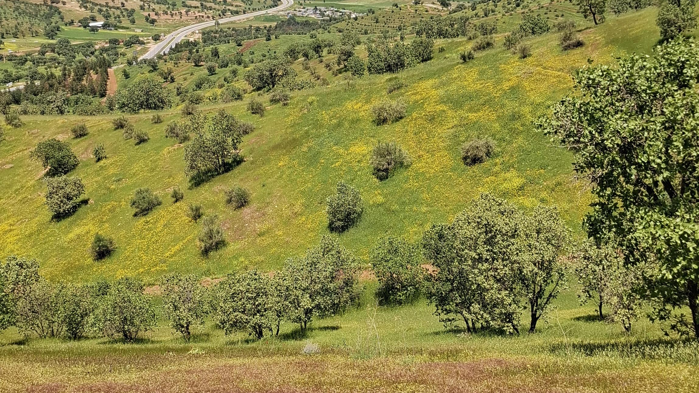 پارک جنگلی شوراب