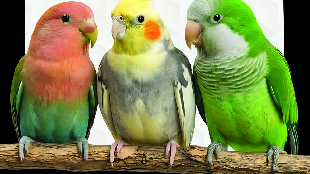 دان پرنده ی دودوپلاس