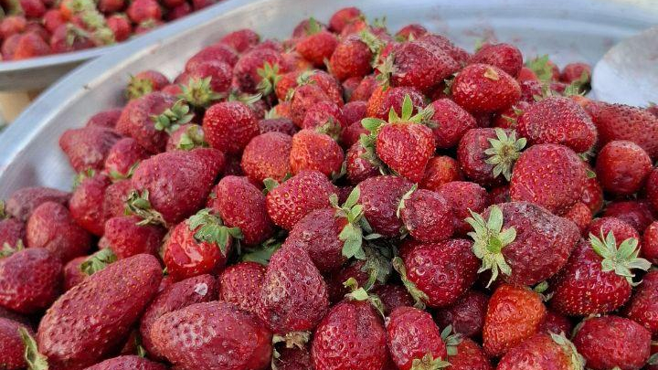 میوه فروشی امیر مهدی