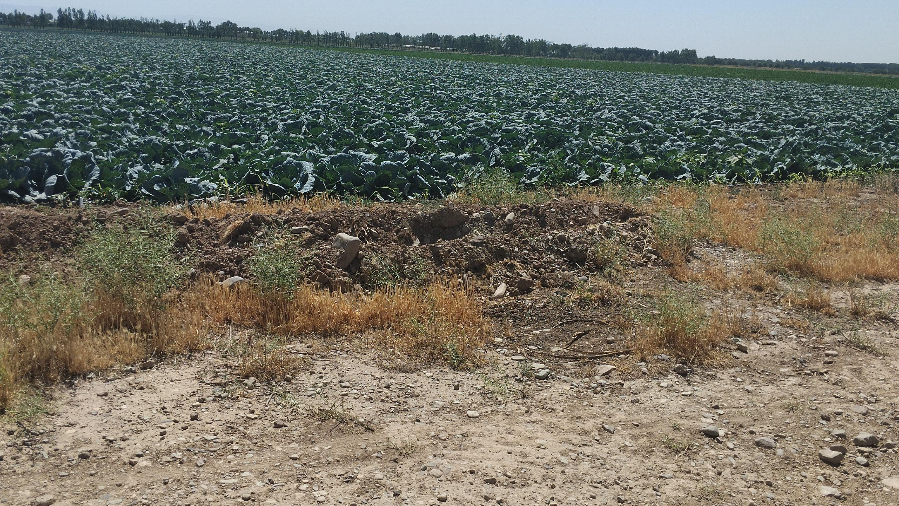 گلخانه مفتاحی