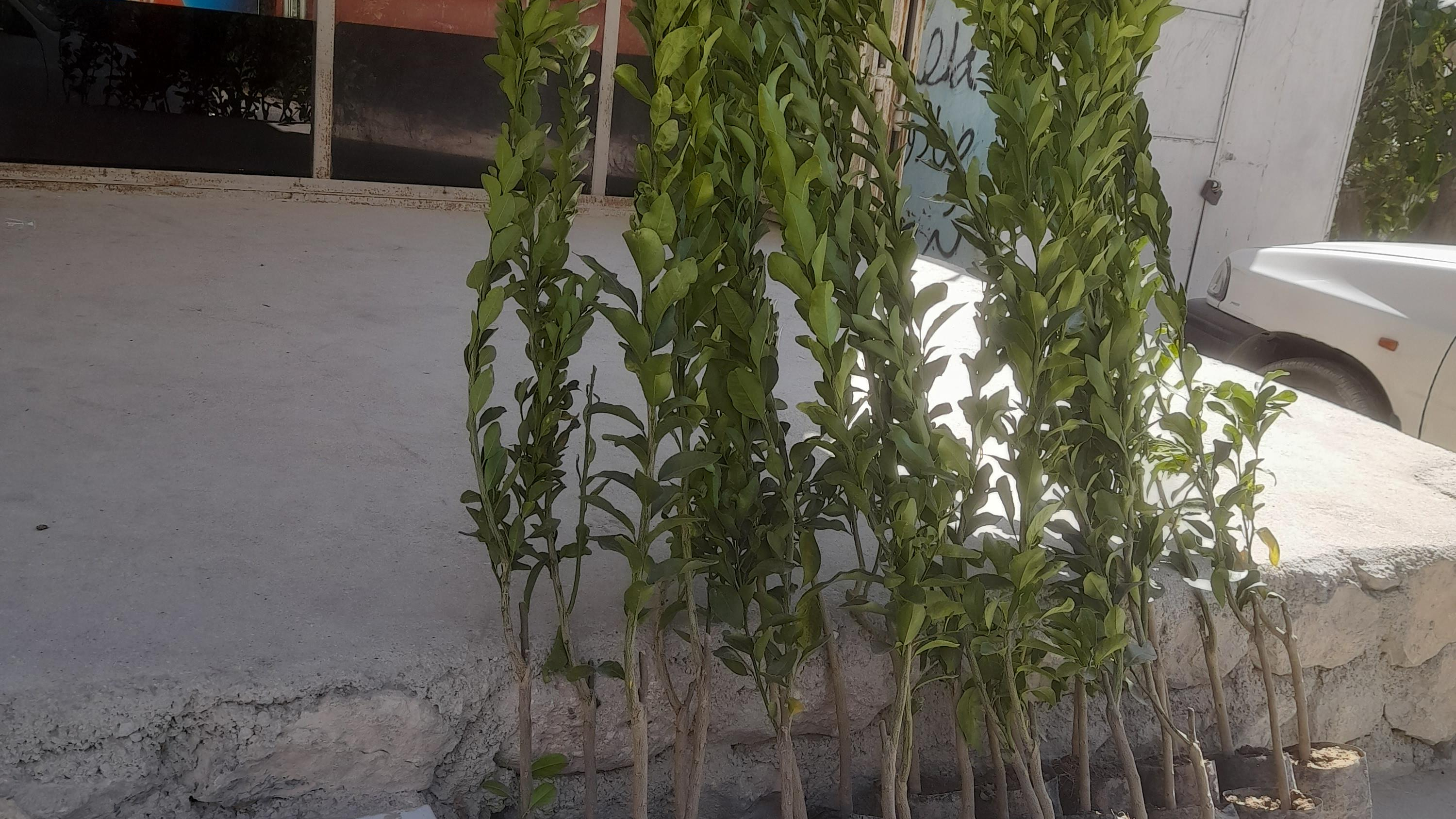 سوپر مارکت ارشین
