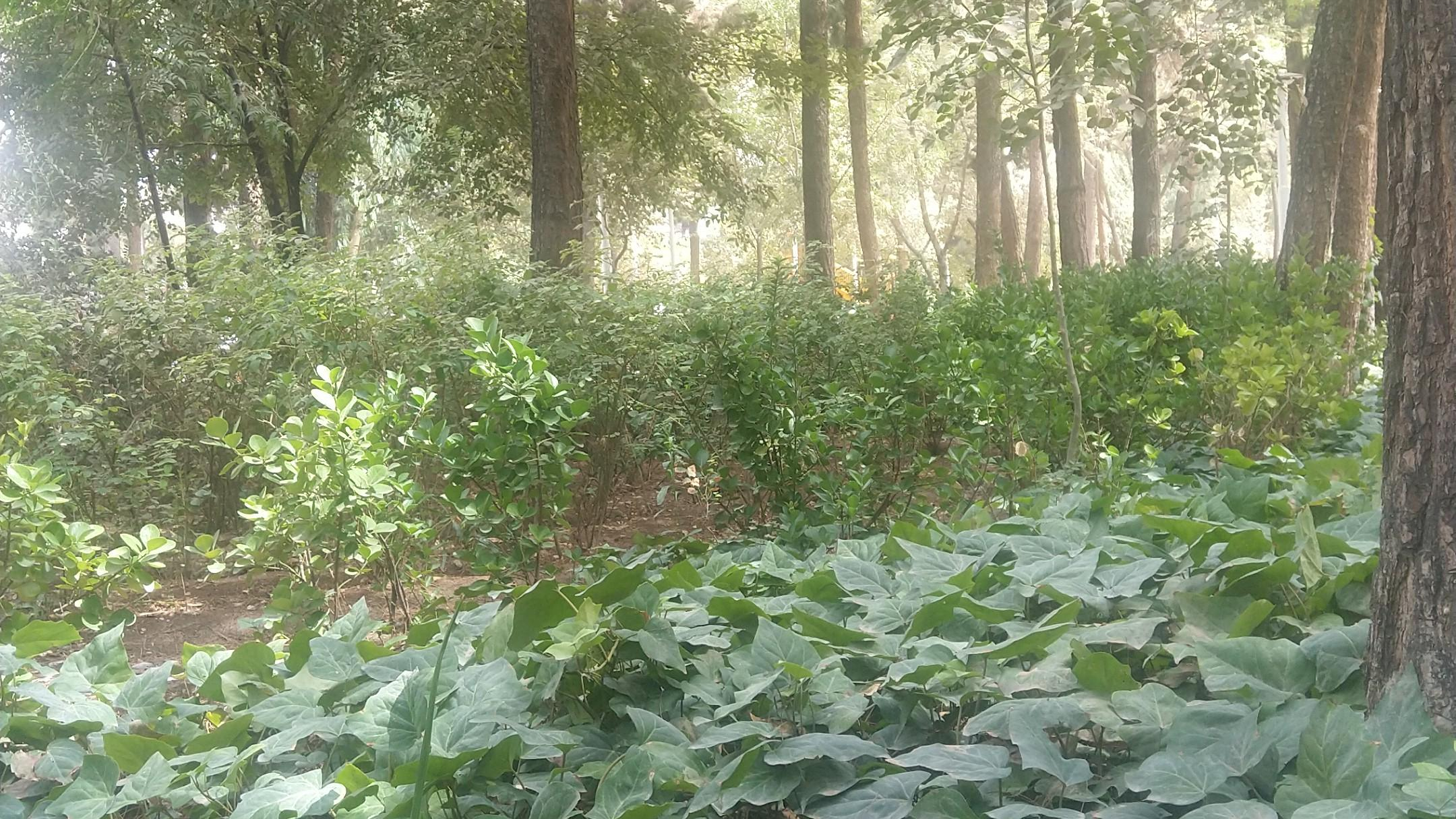 بوستان آخوندی