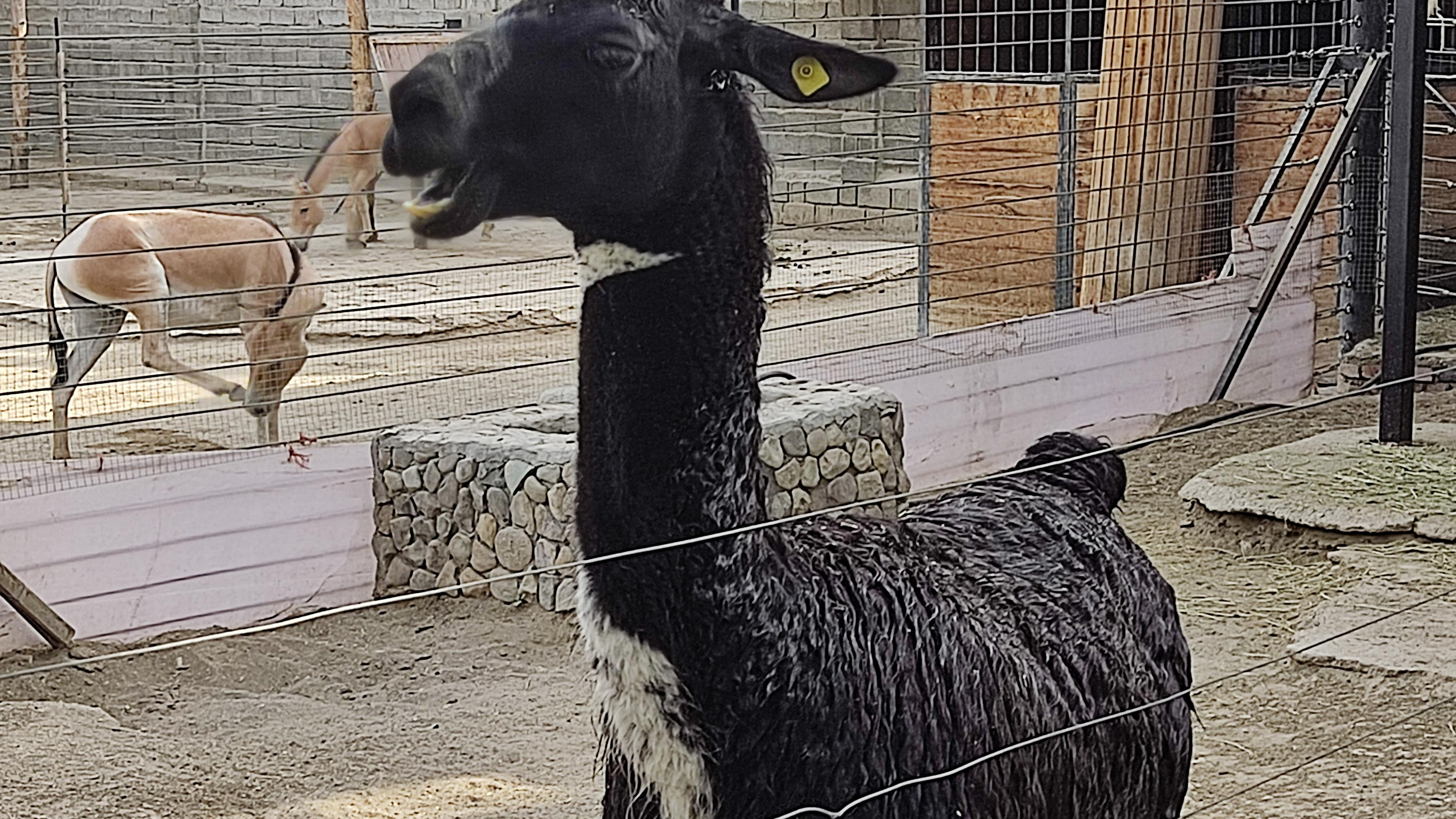 باغ وحش پارک ارم