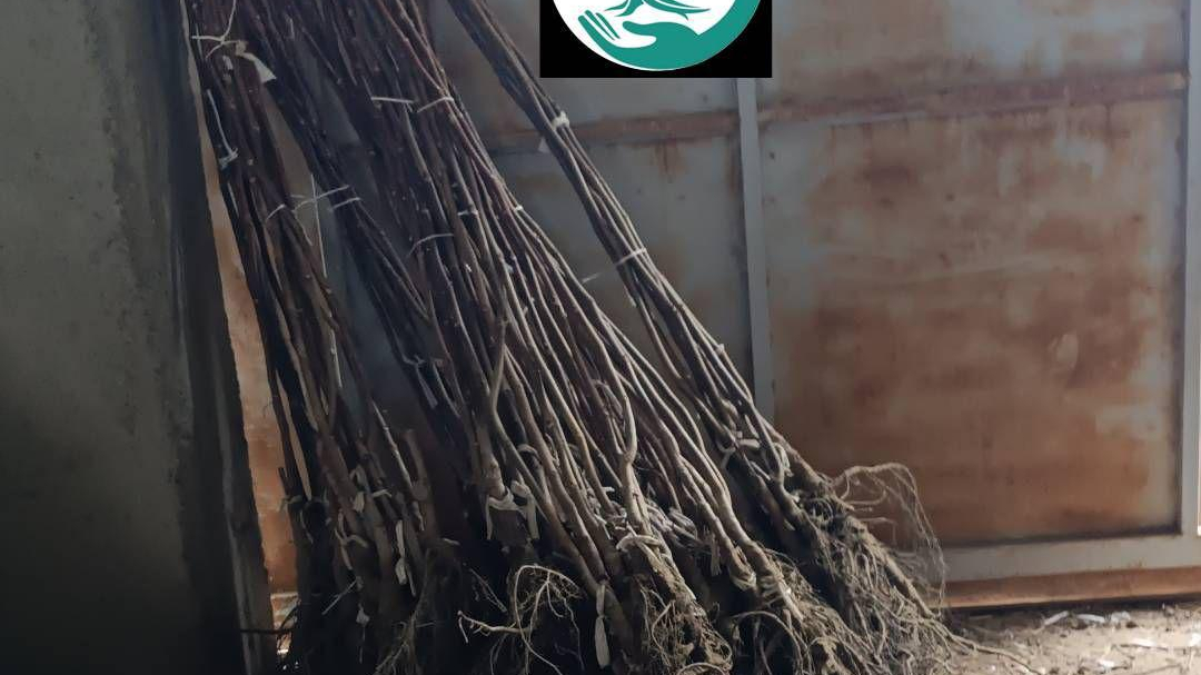 نهالستان سلیمانی