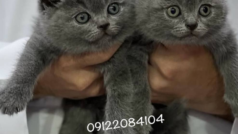 پرورش و فروش بچه گربه پارسیان کت