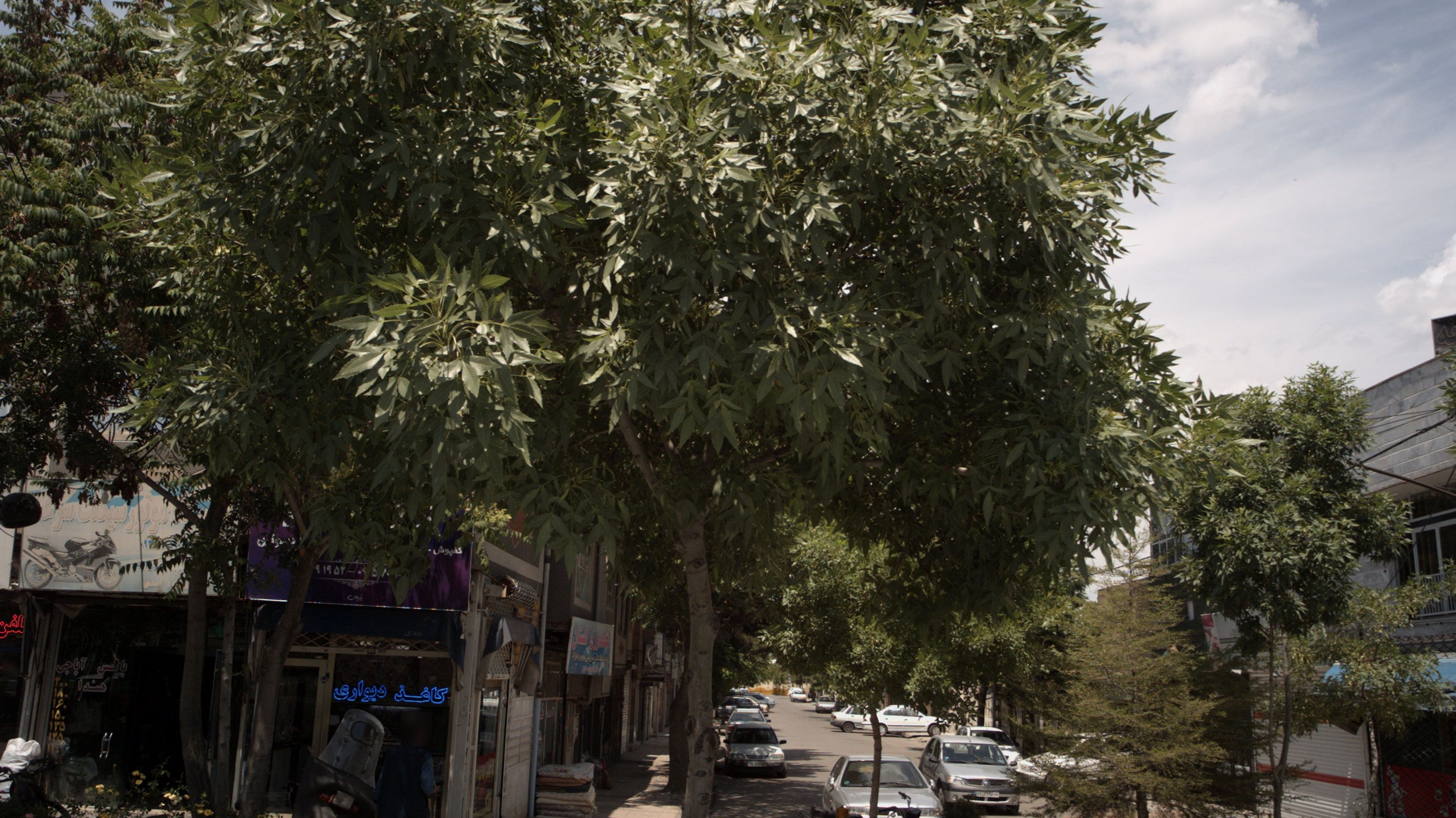 تزئینات و دکوراسیون داخلی هلما