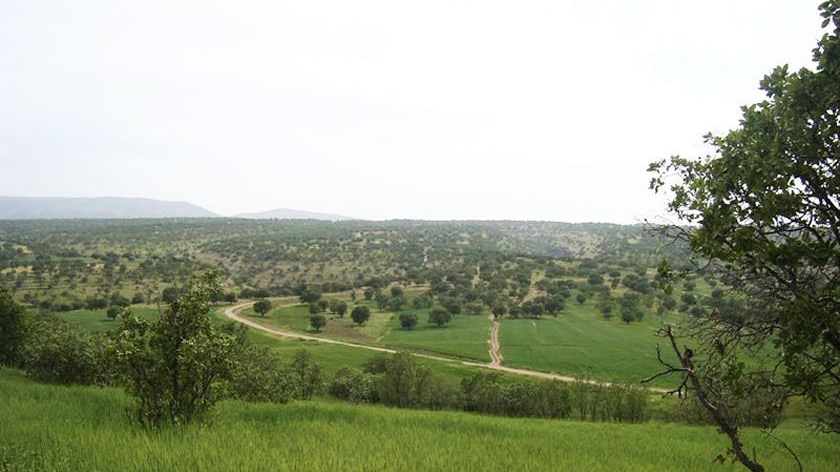 کوه بانکول