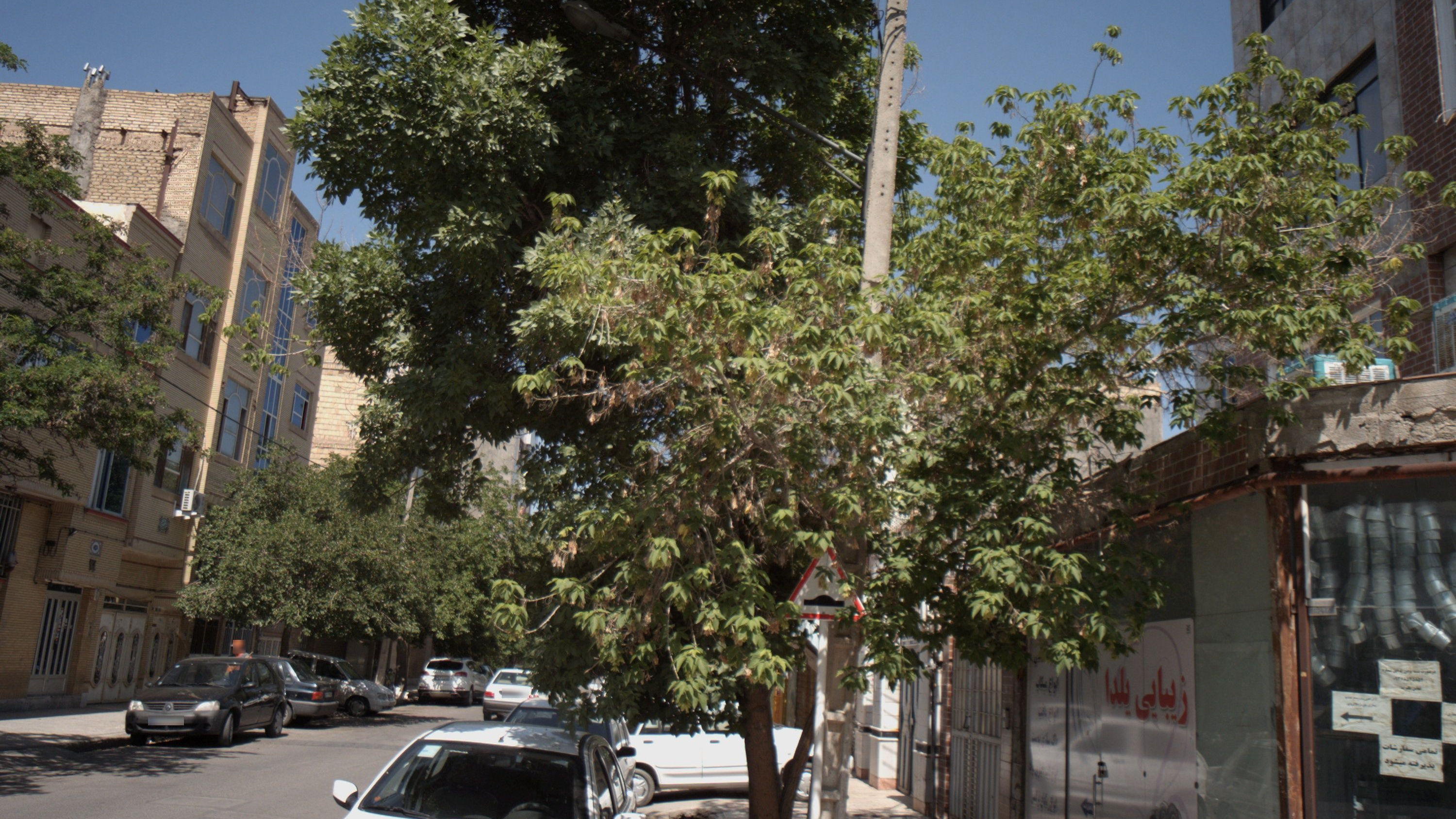 زیبایی یلدا