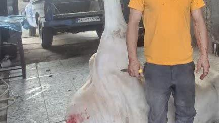 قصابی و تهیه دام خوشرو