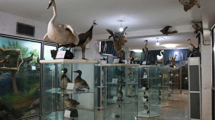 موزه تاریخ طبیعی کرمانشاه