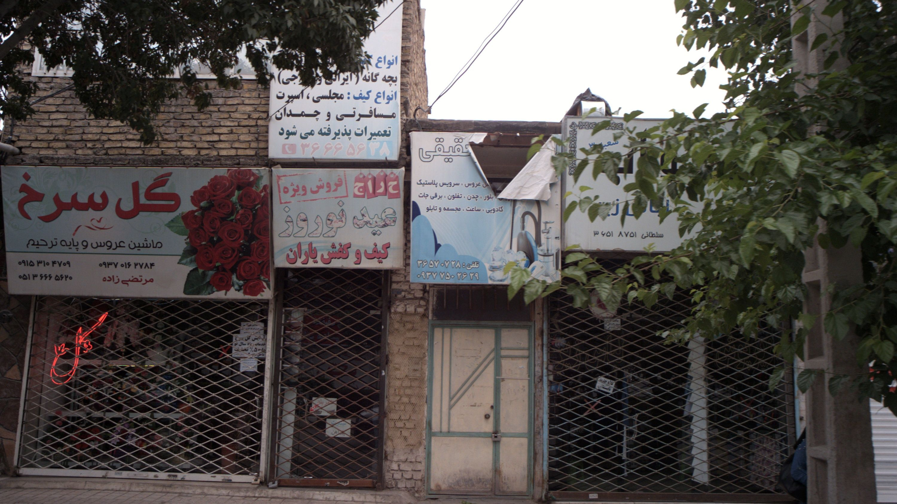 گل سرخ
