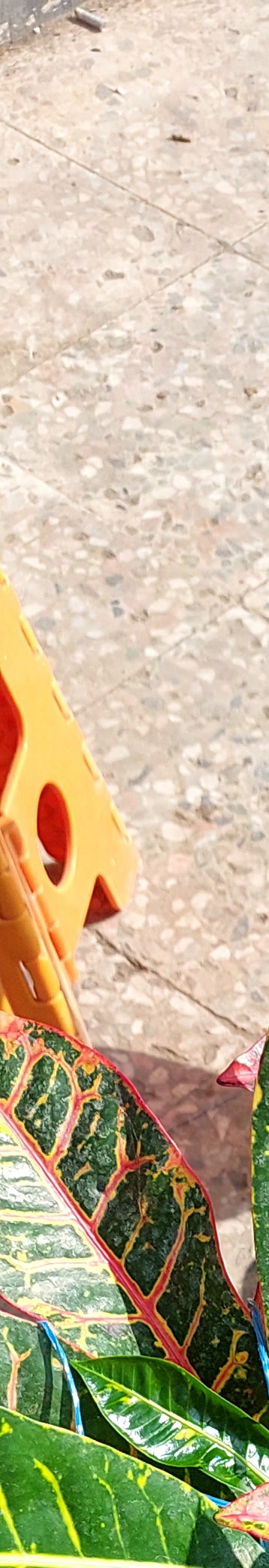 گلخانه آی گلکار