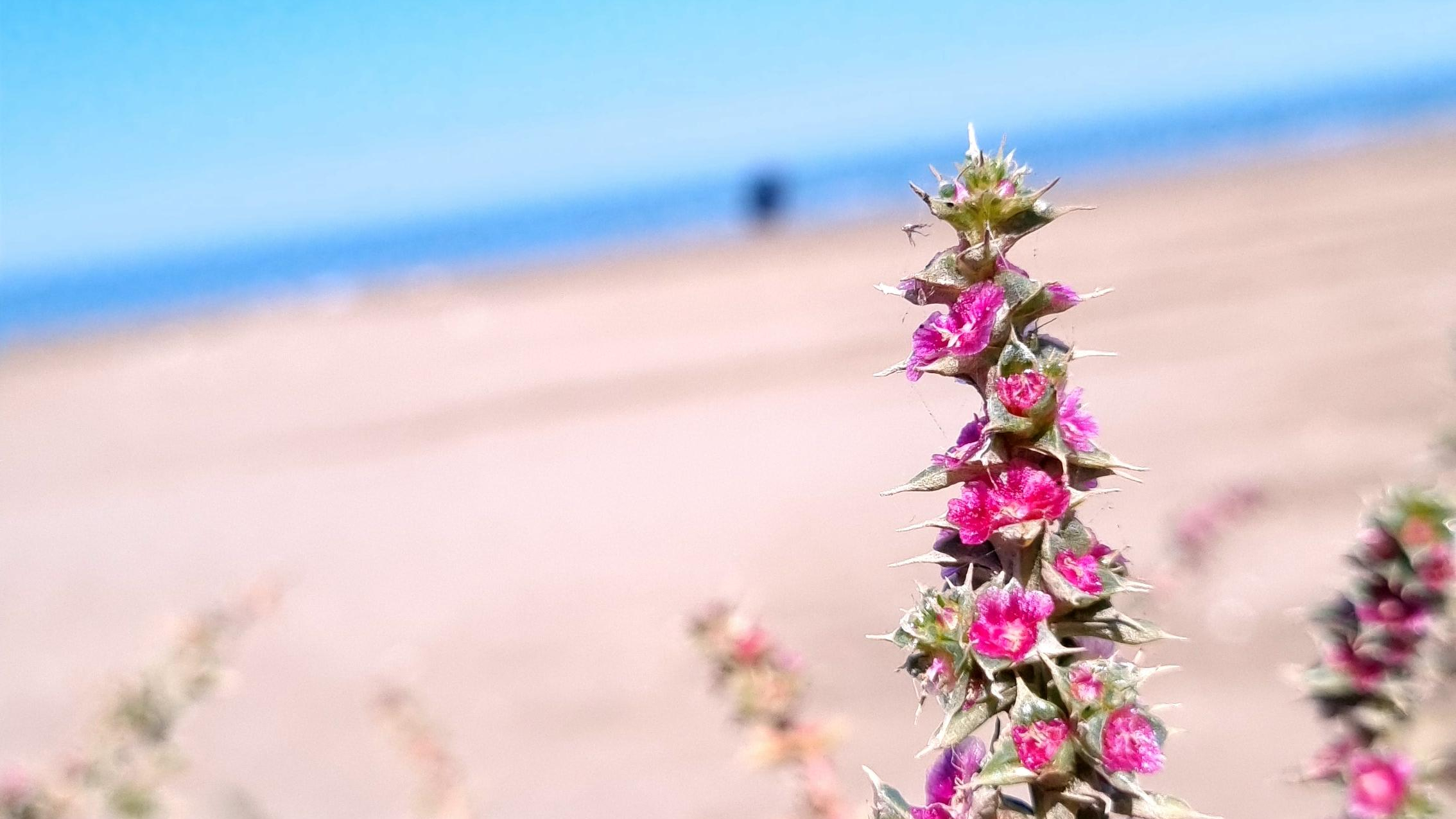 بوستان ساحلی چپکرود