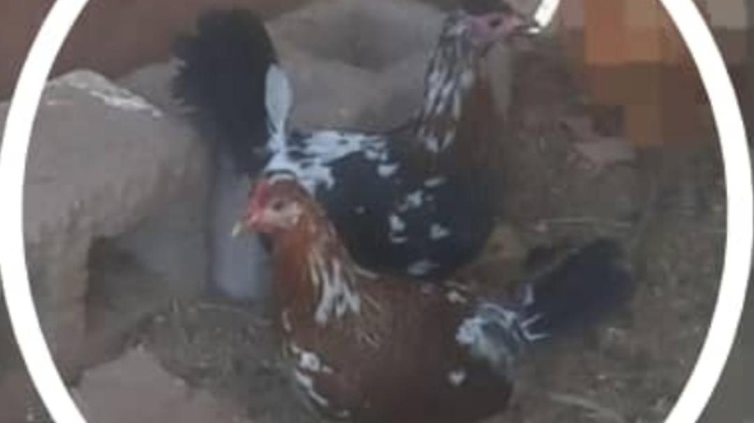 پرنده سرای یونس