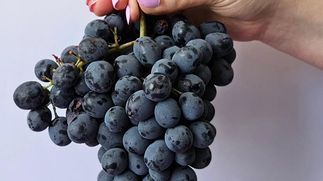 میوه فروشی و پخش انگور سیاه مظلوم