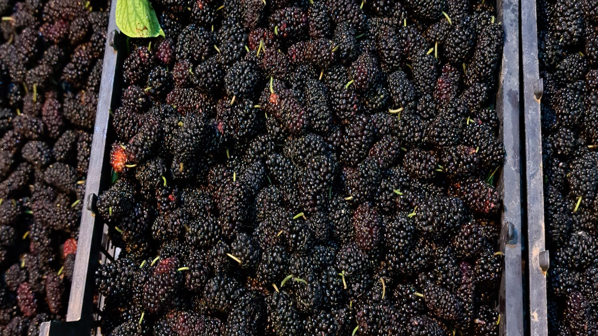 بار فروشی و حق العمل کاری امینی