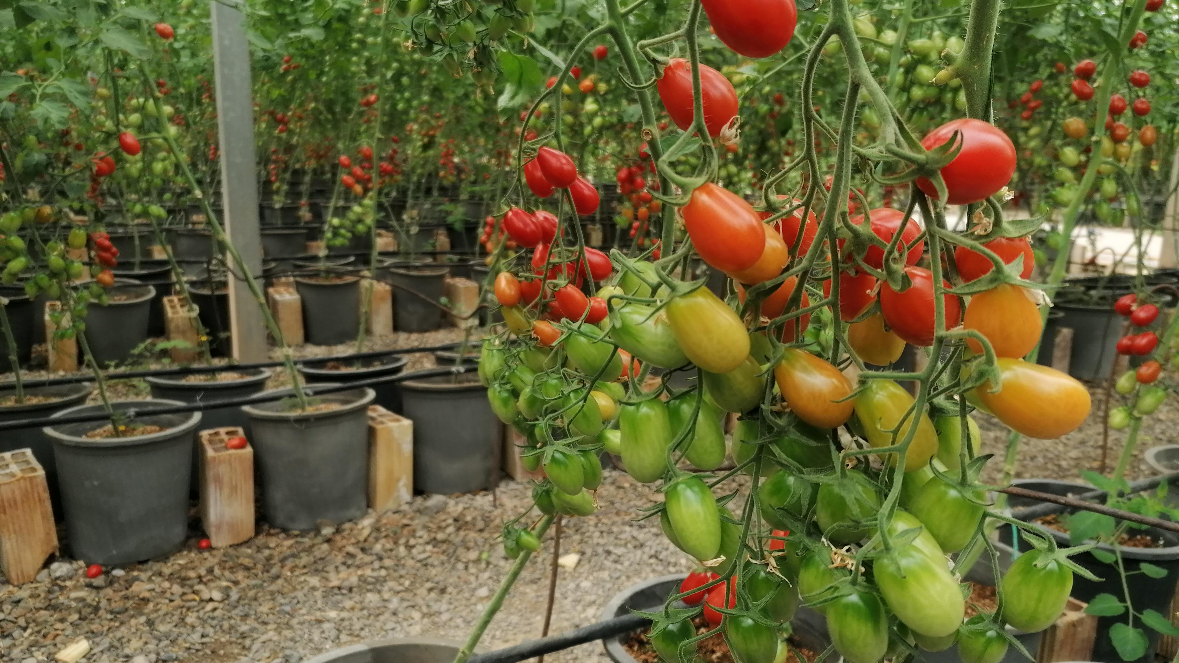 گلخانه افرا