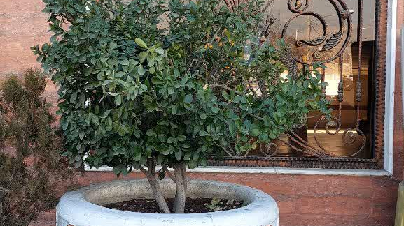 دکتر زهرا مسعودی