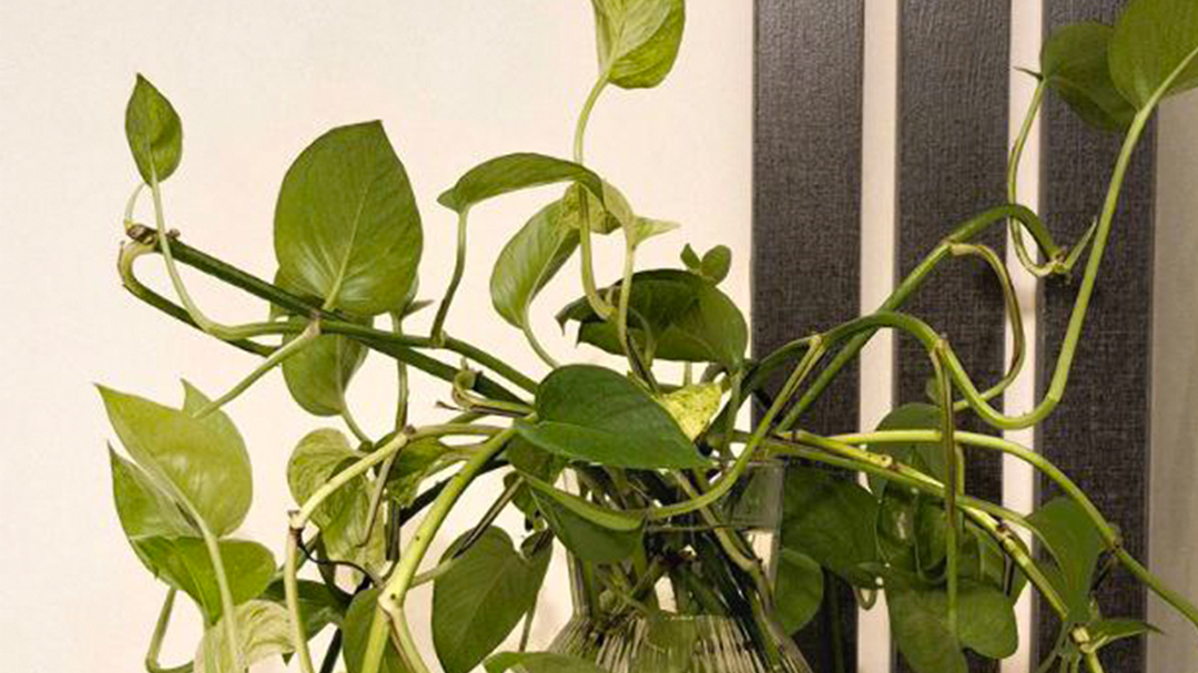 فروش آنلاین گل های آپارتمانی