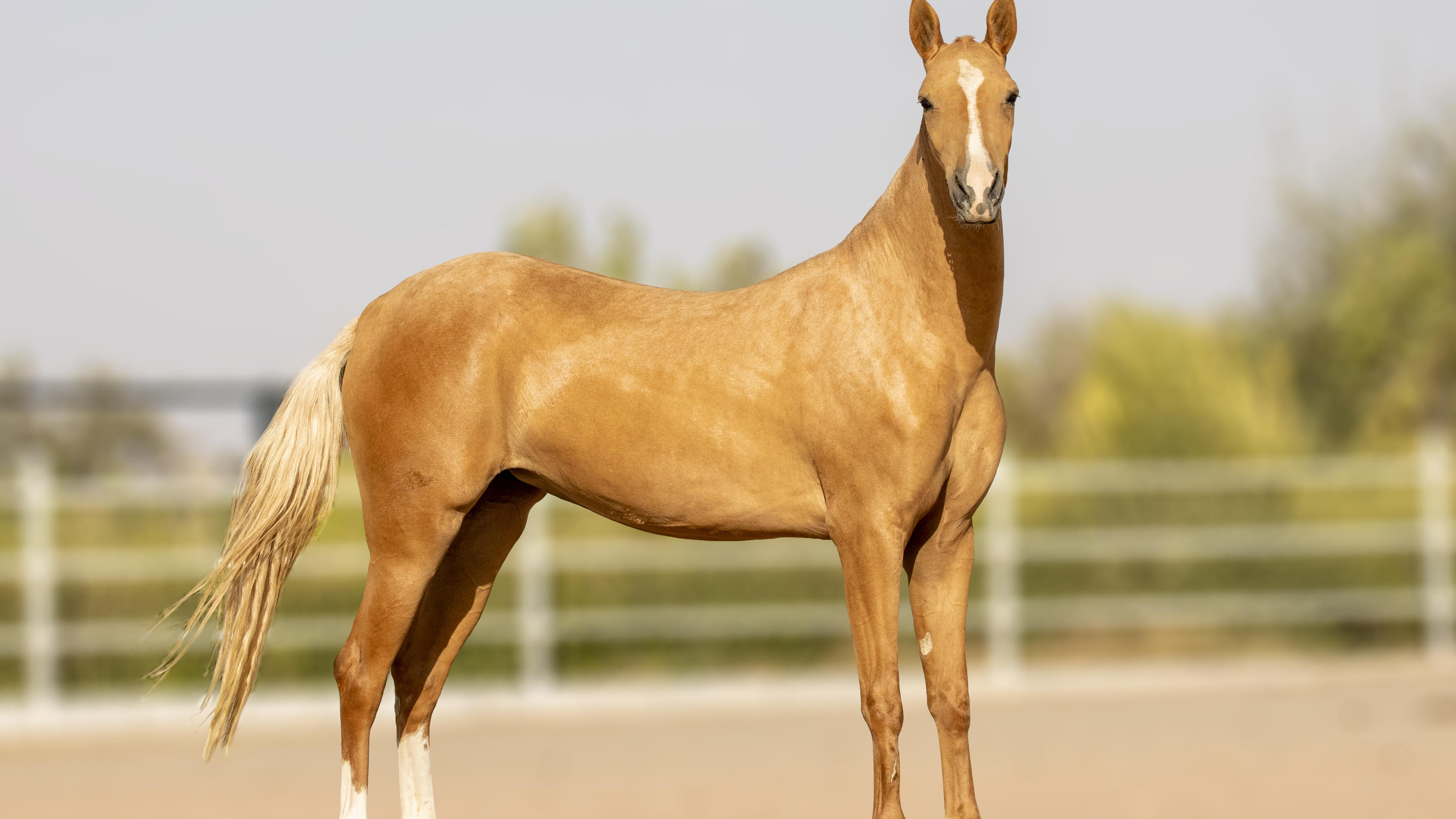 باشگاه سوارکاری نیکان
