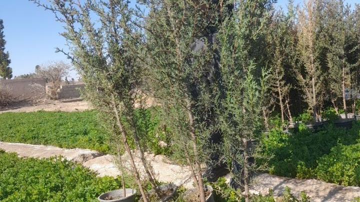 دفتر فروش نهالستان تخصصی خزانه کاج و عناب ایران