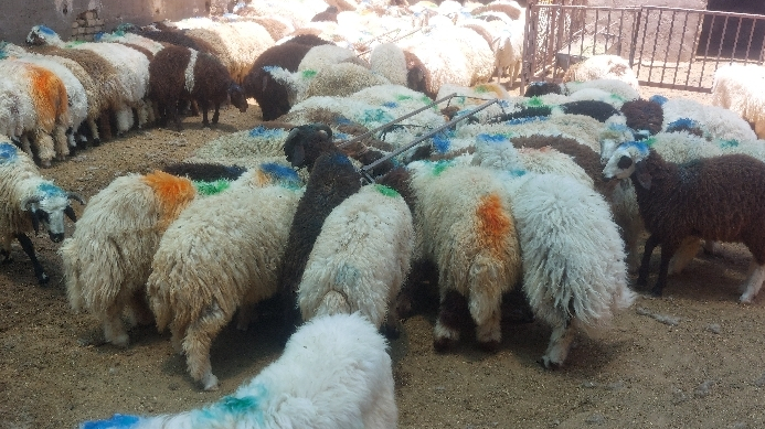 دامداری حاتمی