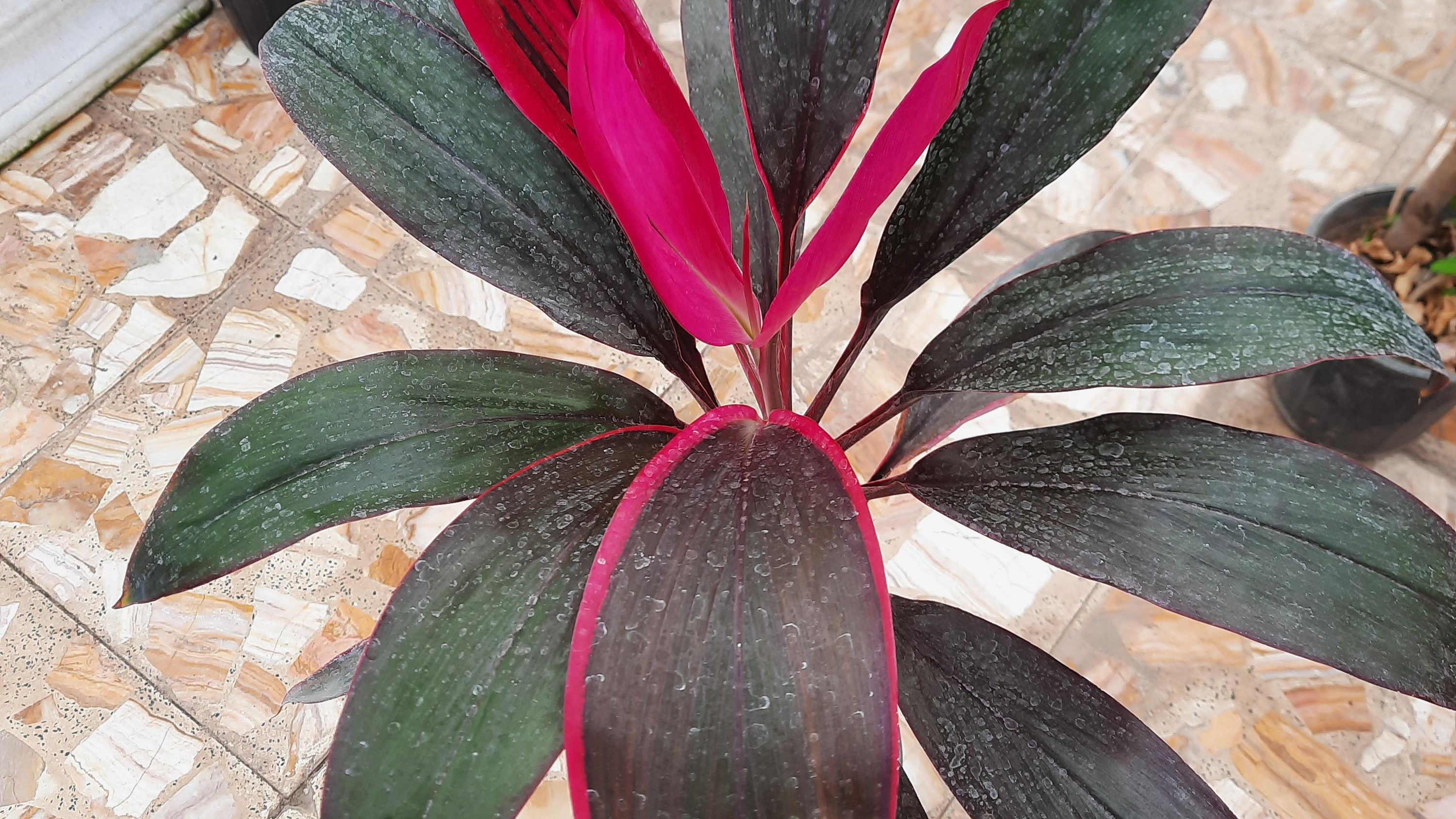 گلکده نقش جهان