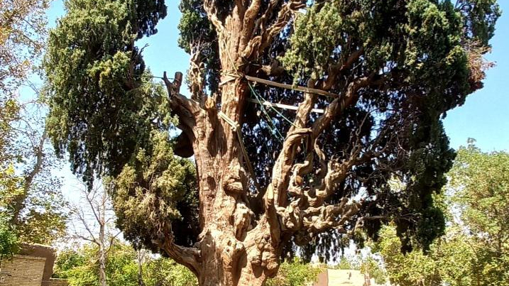 سرو کهنسال مهریز