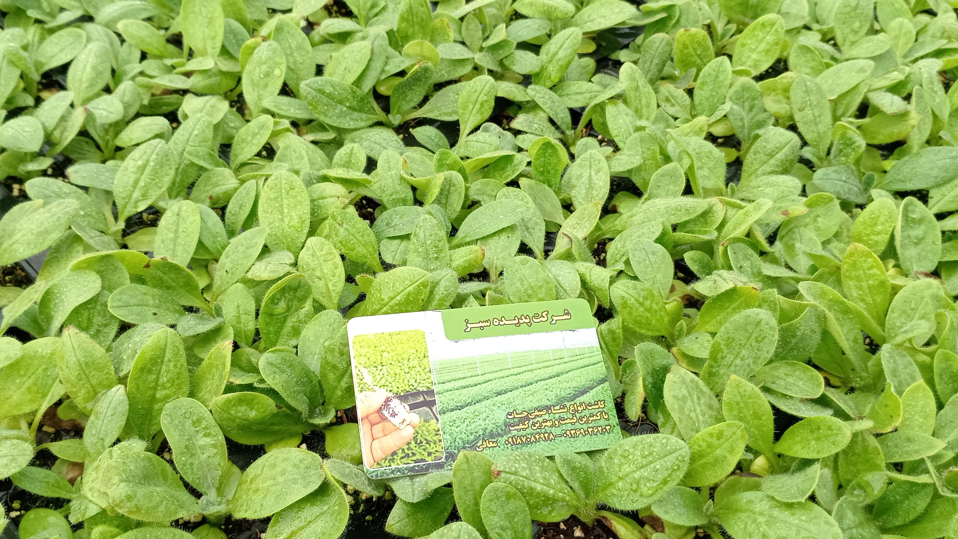 گلخانه پدیده سبز