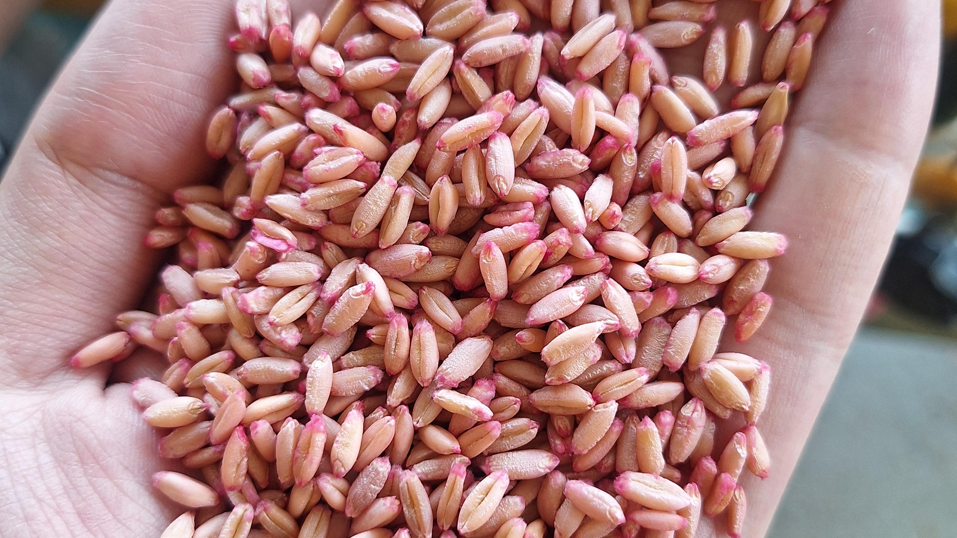 بوجاری میرزاخانی