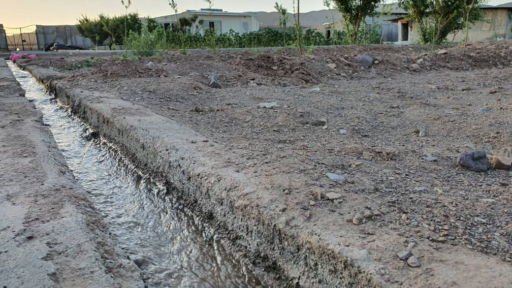 دامپروری عربی