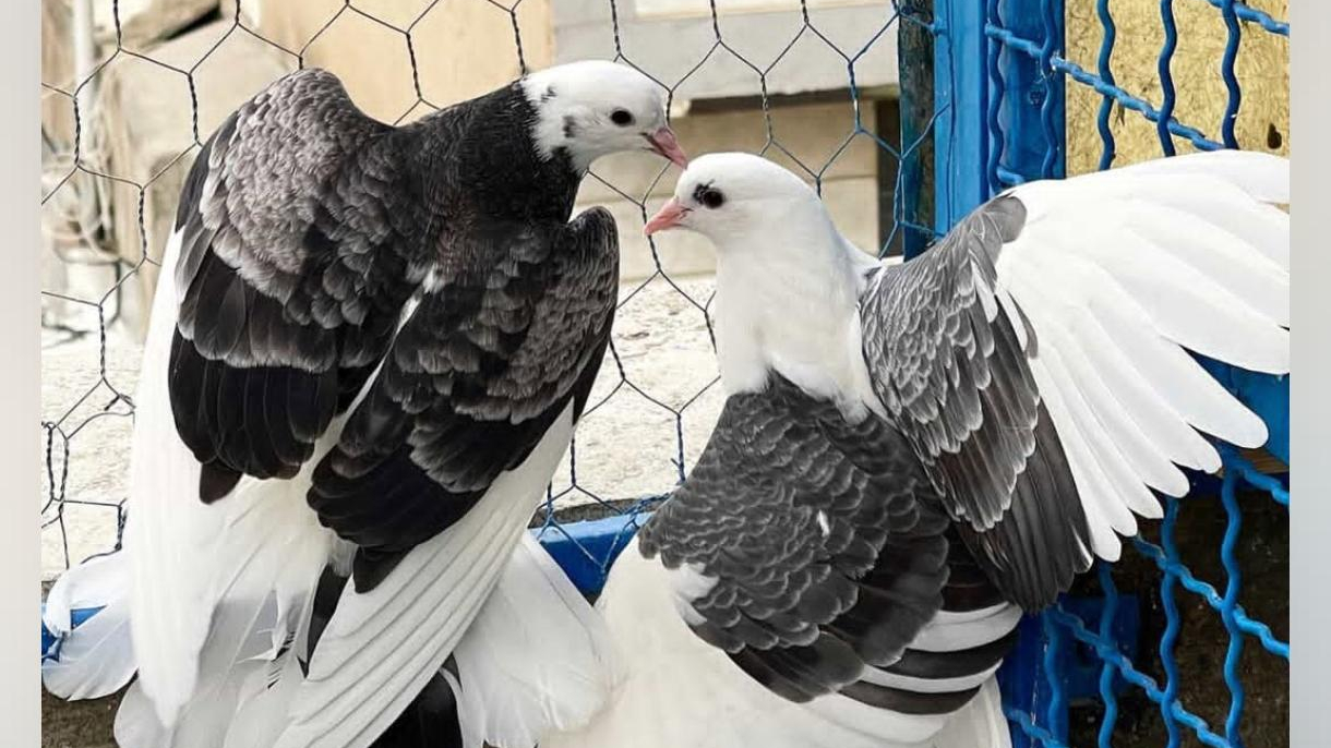 مرکز خرید و فروش پرندگان زینتی خلیج فارس