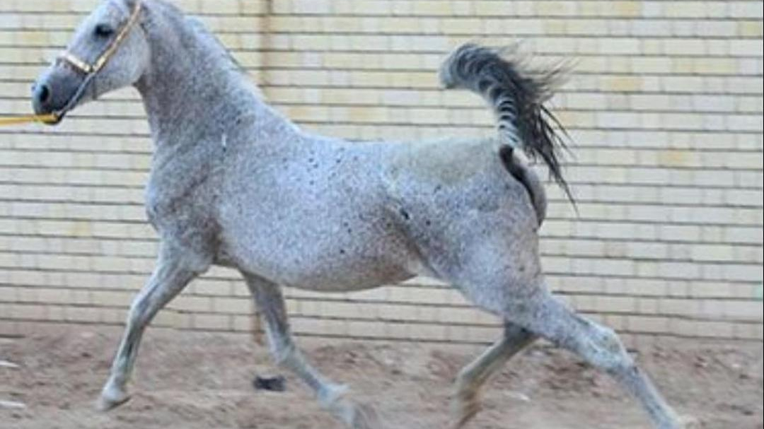 باشگاه سوارکاری صادقی