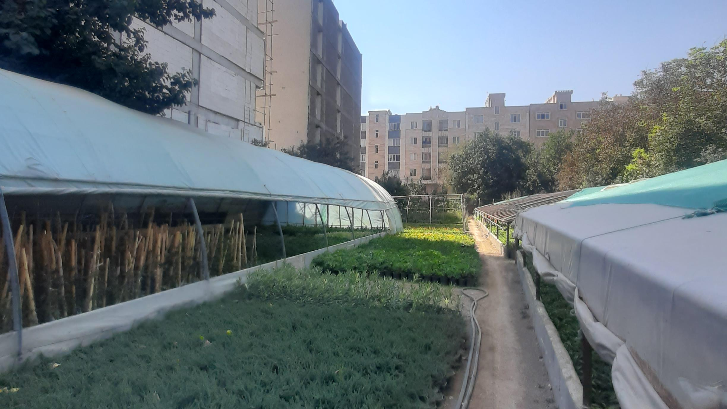 گلخانه حاج عباس توسلی