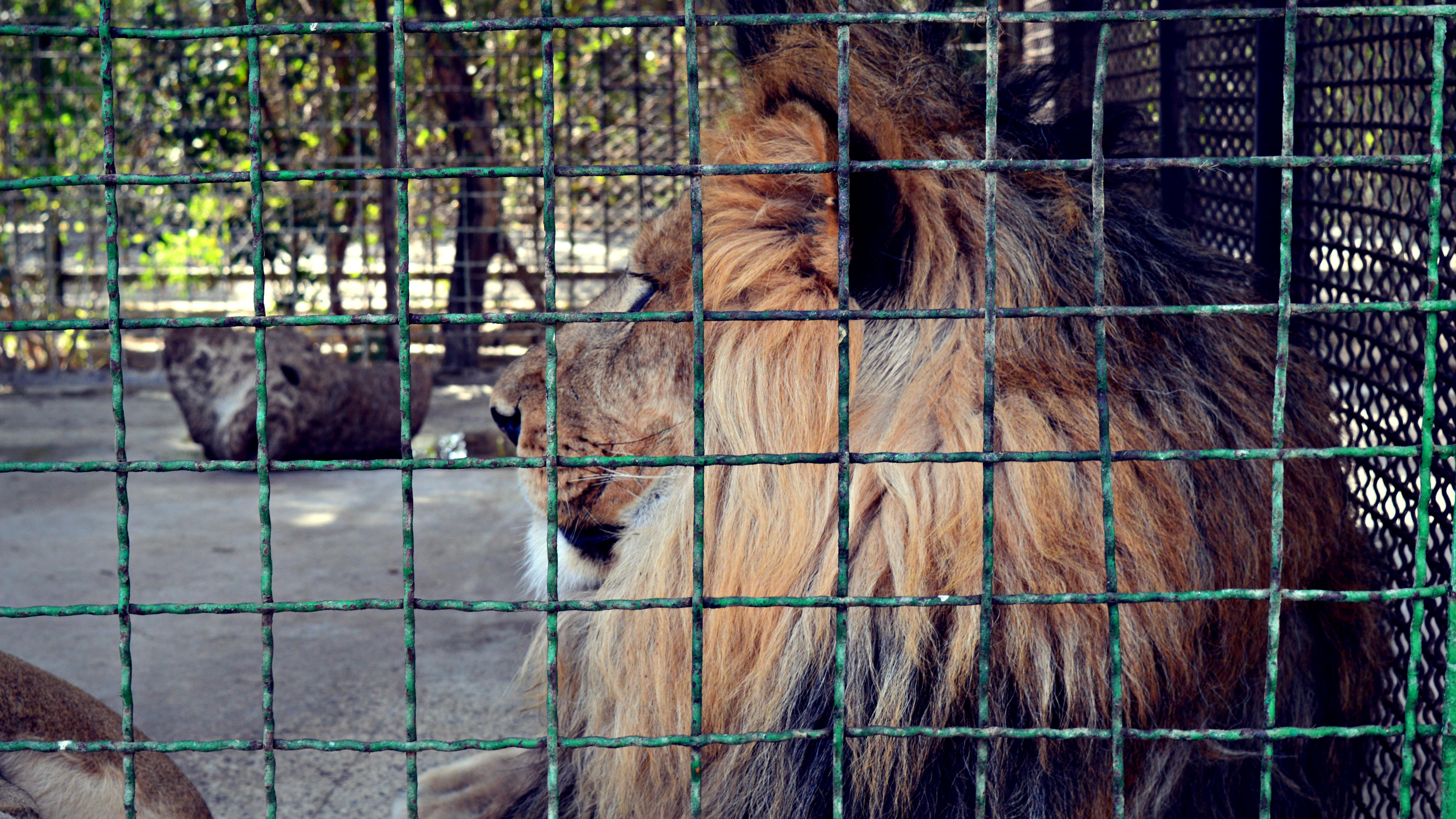 باغ وحش وکیل آباد