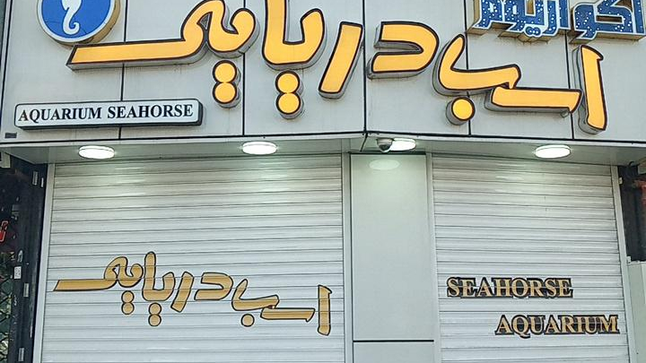 آکواریوم اسب دریایی