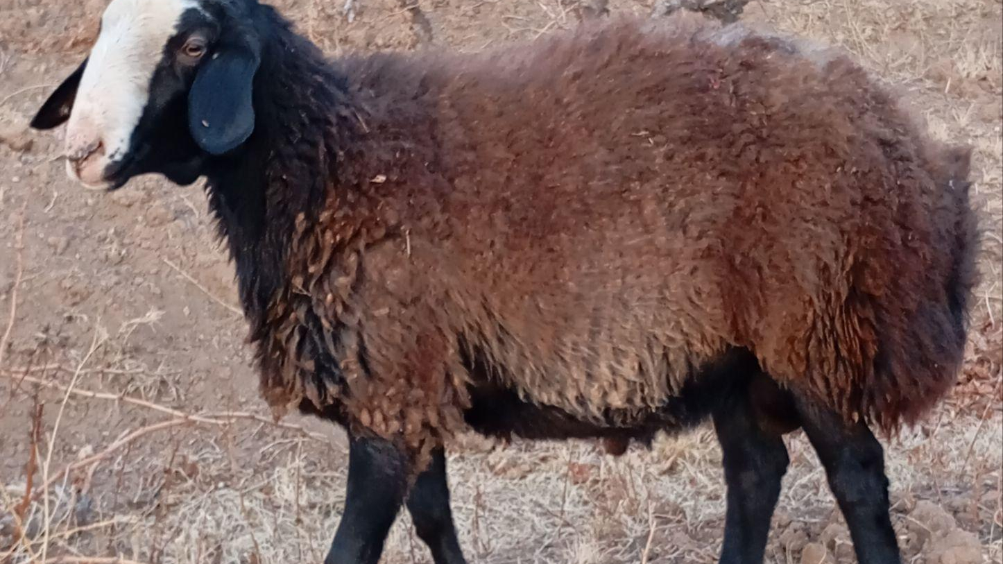 دامداری ایران قوچ