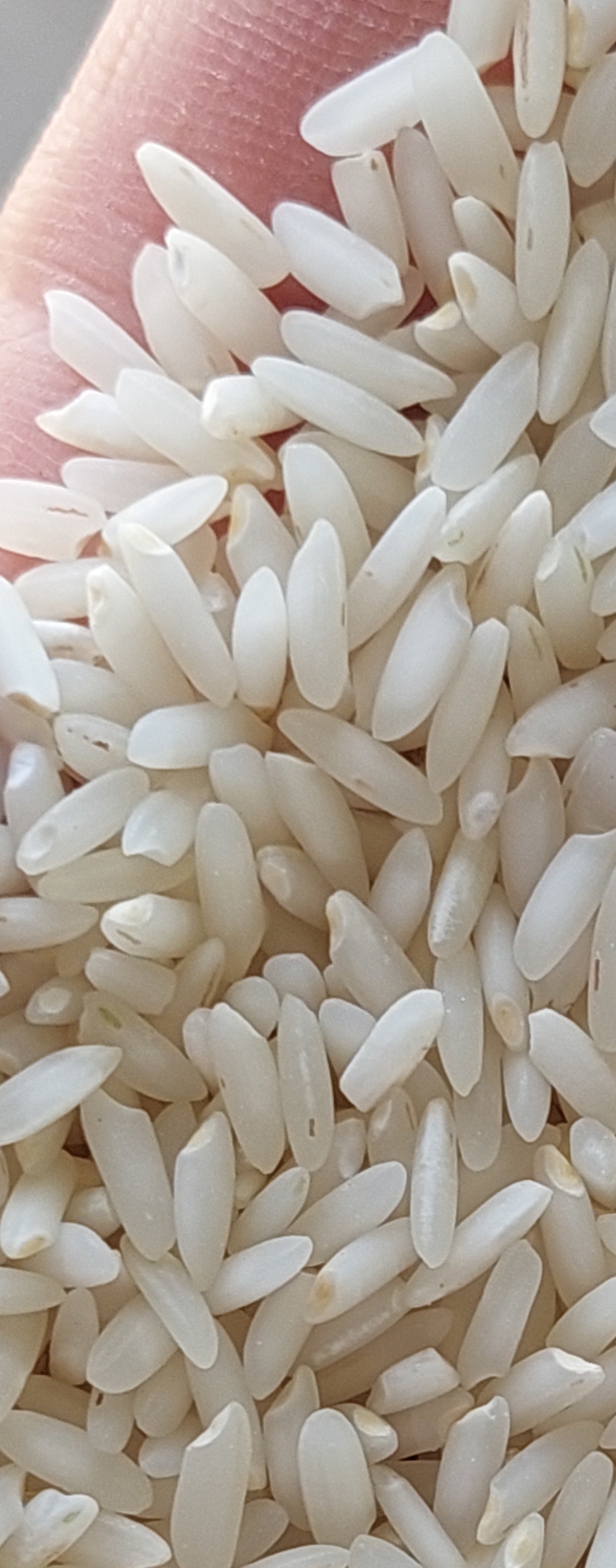 غلات و برنج فروشی باقری